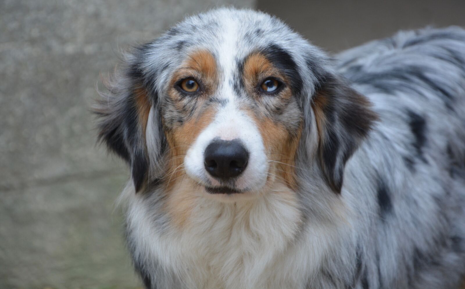 Nikon D5200 sample photo. Dog, bitch, australian shepherd photography