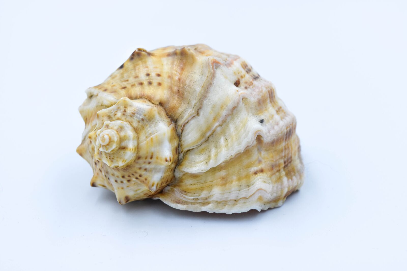 Nikon D7200 sample photo. Crustaceans, scallop, nature photography