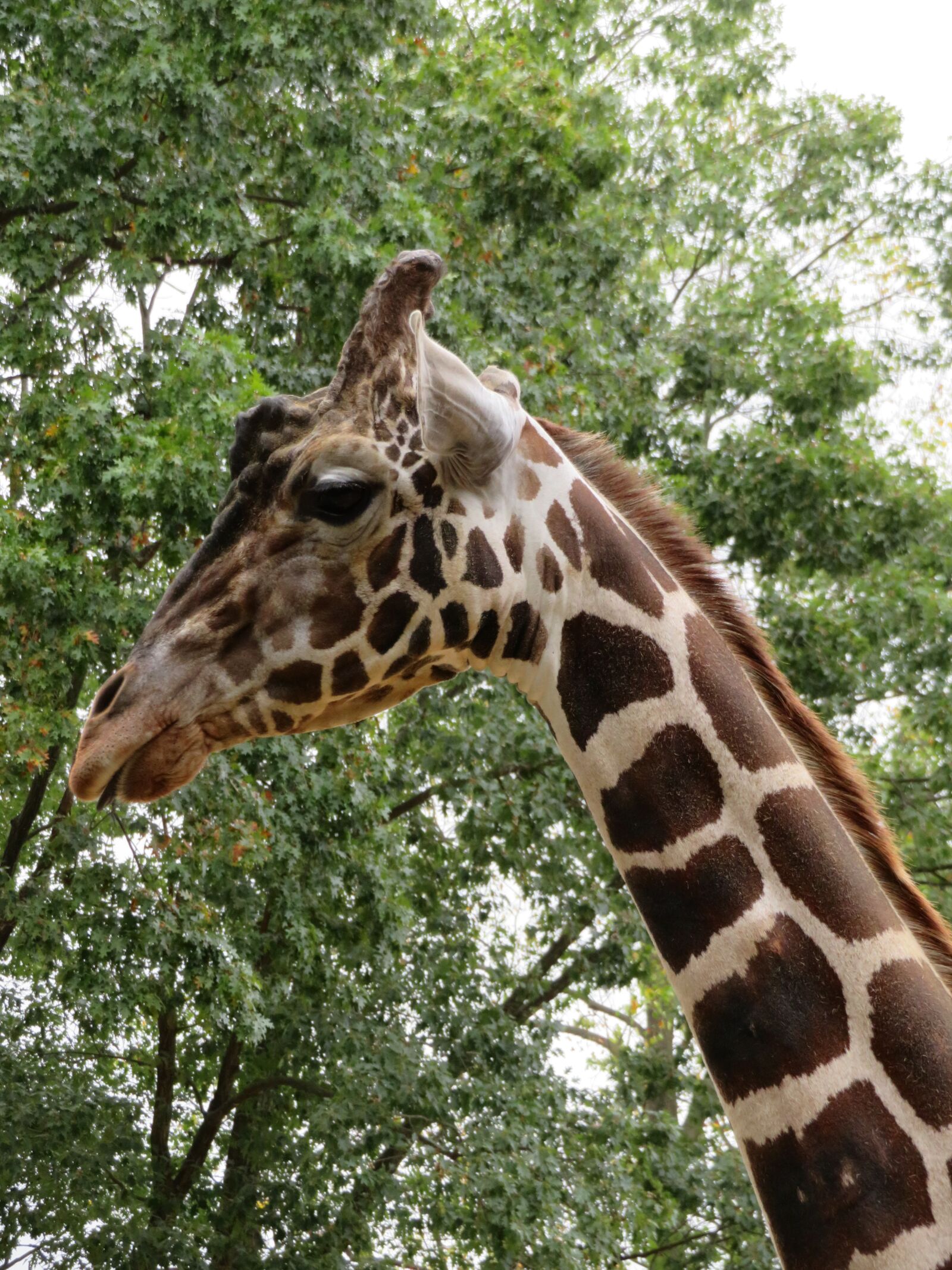 Canon PowerShot SX720 HS sample photo. Giraffe, tall, neck photography
