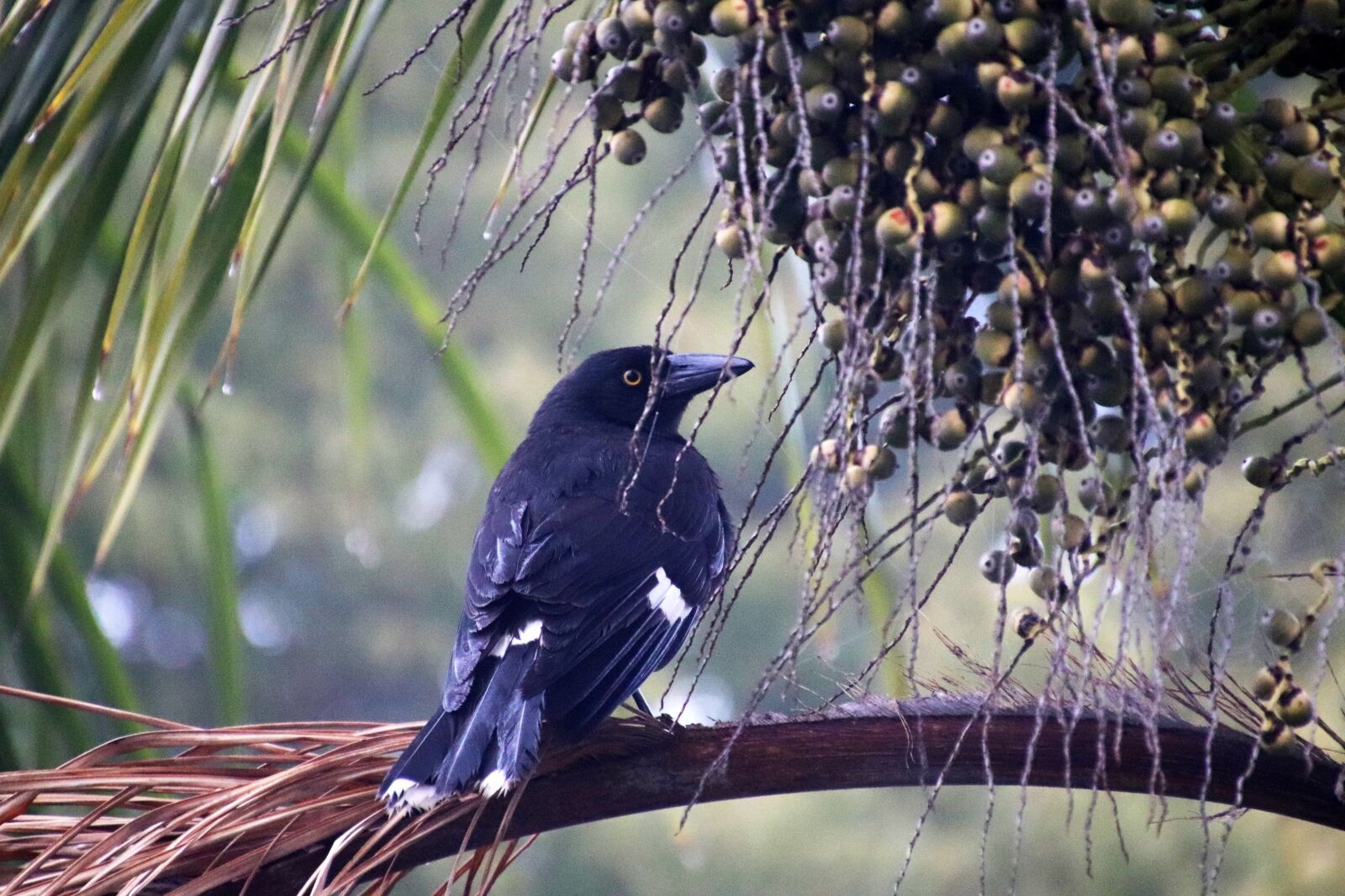 Canon EOS 800D (EOS Rebel T7i / EOS Kiss X9i) sample photo. Bird, pied currawong, fog photography