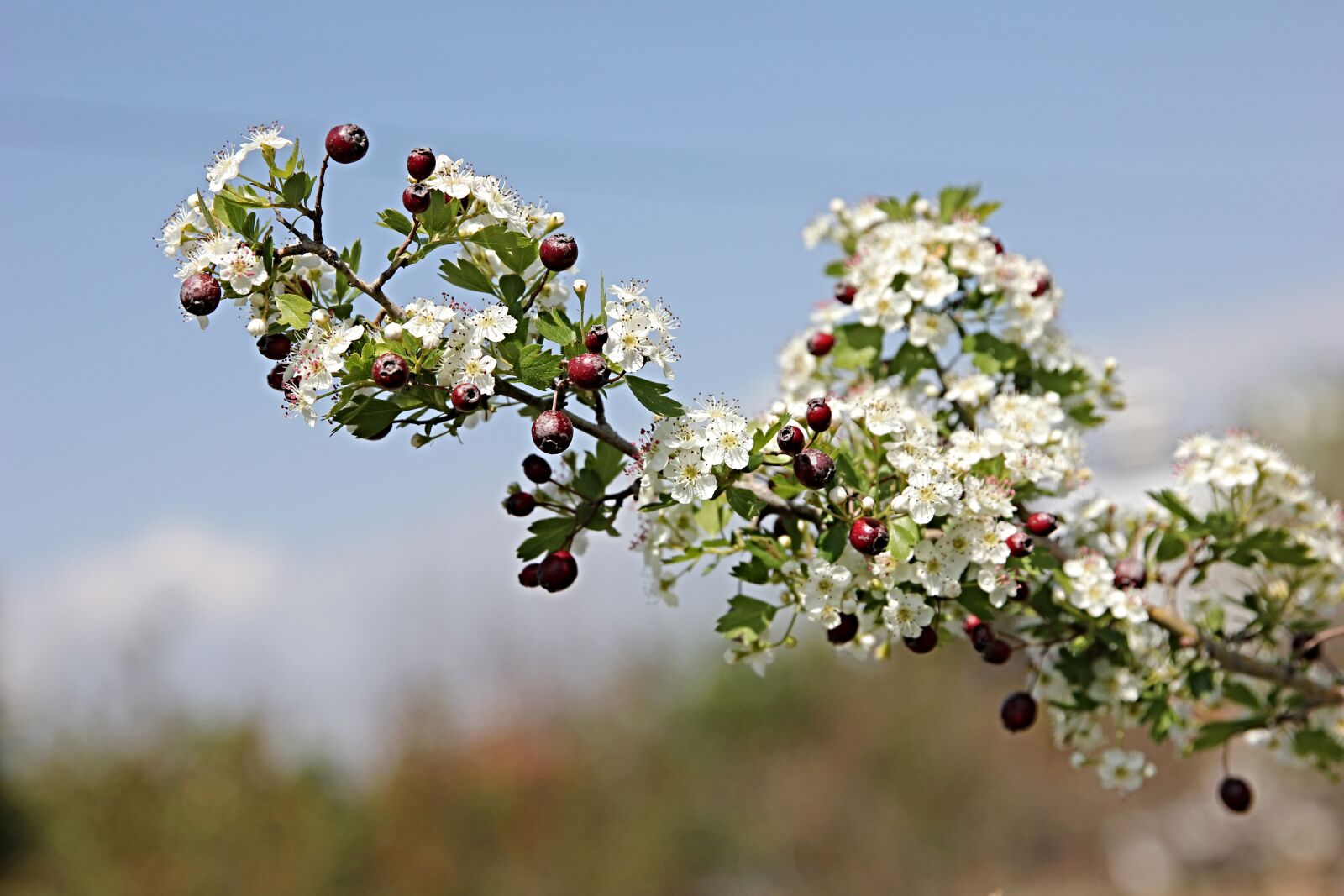 Canon EOS 550D (EOS Rebel T2i / EOS Kiss X4) sample photo. Flowers, spring, sprig photography