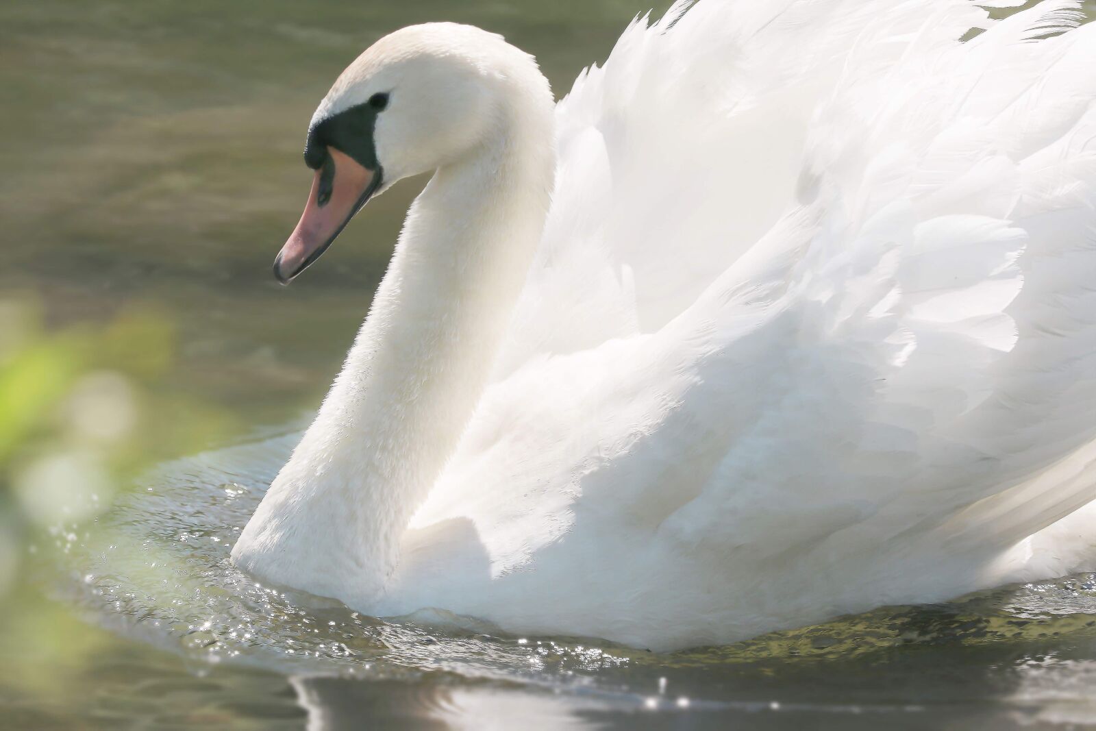 Canon EOS 80D sample photo. Nature, lake, wildlife, swan photography
