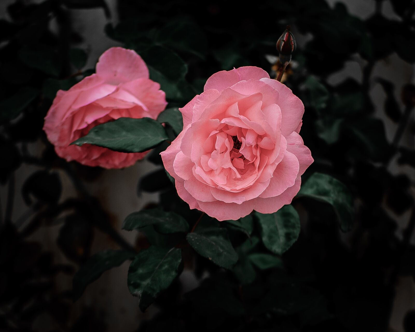 Nikon D3000 sample photo. Flower, rose, bloom photography