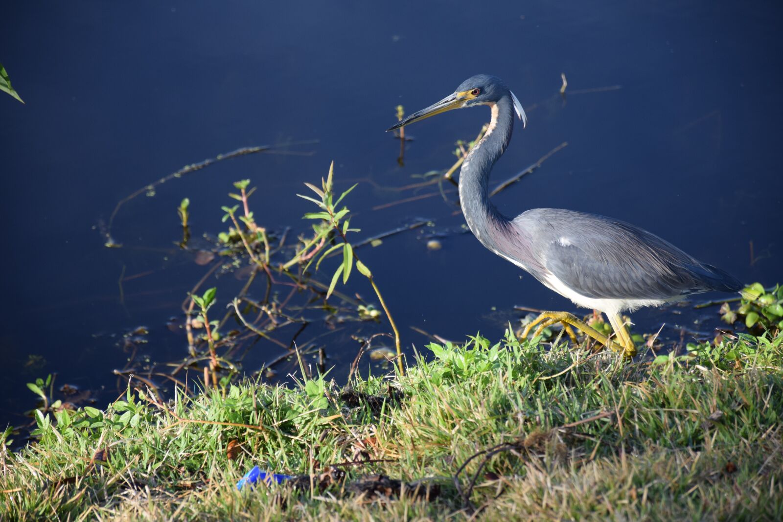 Nikon D5300 sample photo. Bird, heron, blue heron photography