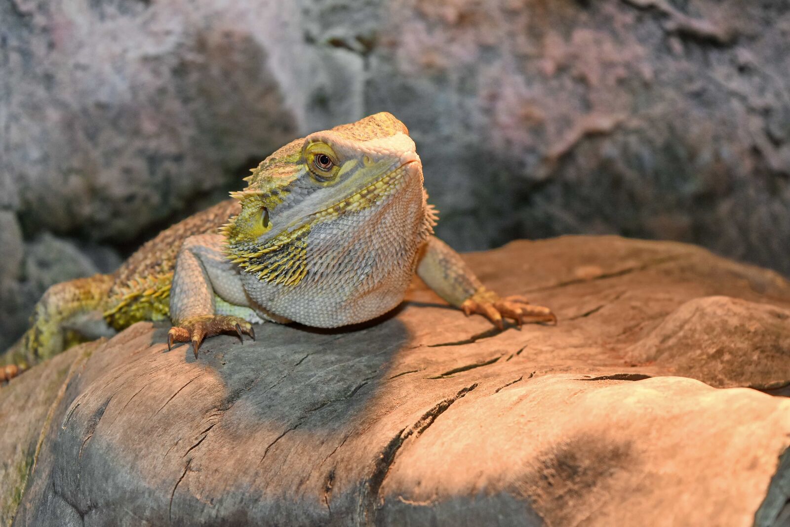 Nikon D5500 sample photo. Lizard, sunshine, tropical, animal photography