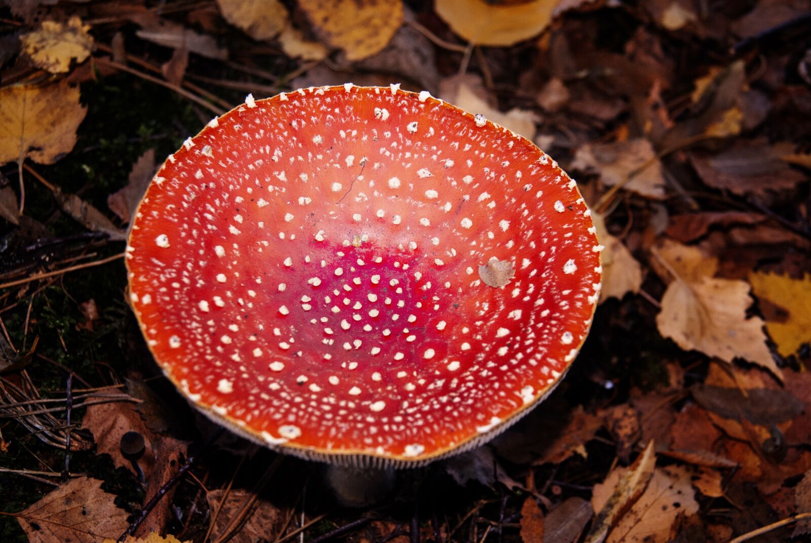 Sony Alpha DSLR-A100 sample photo. Mushroom, forest, red photography