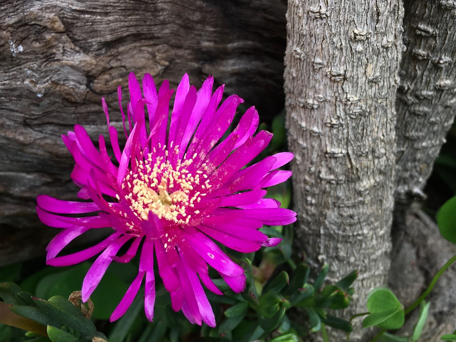 iPhone 6s Plus back camera 4.15mm f/2.2 sample photo. Fuchsia flower, bright, flower photography