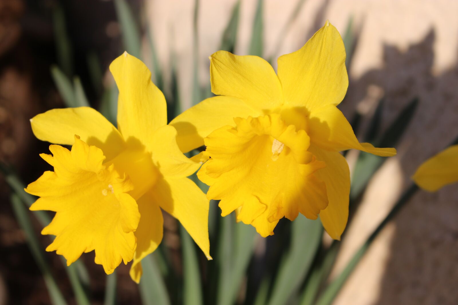 Canon EOS 100D (EOS Rebel SL1 / EOS Kiss X7) sample photo. Narcissus, flower, yellow photography