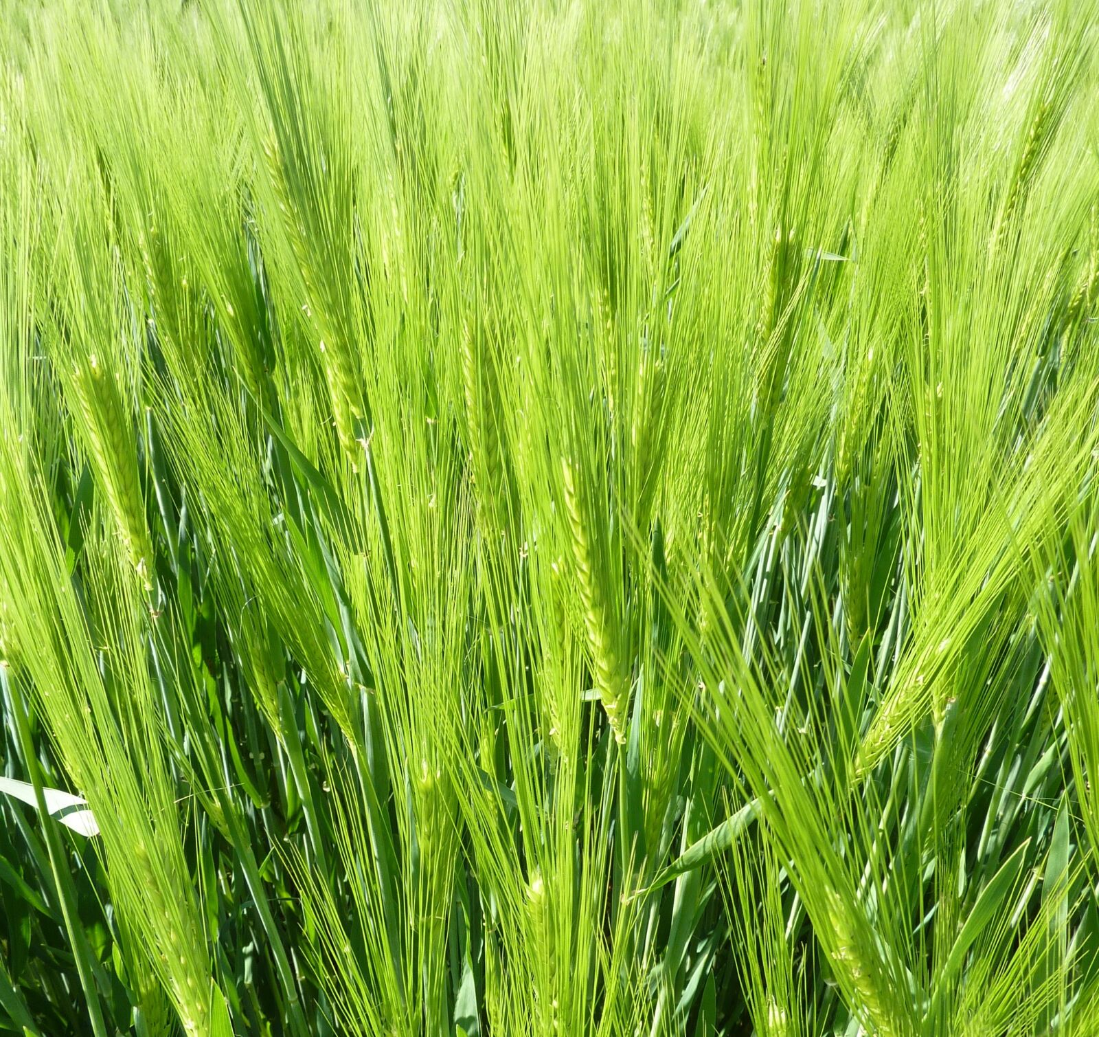 Panasonic DMC-TZ7 sample photo. Spike, field, green photography