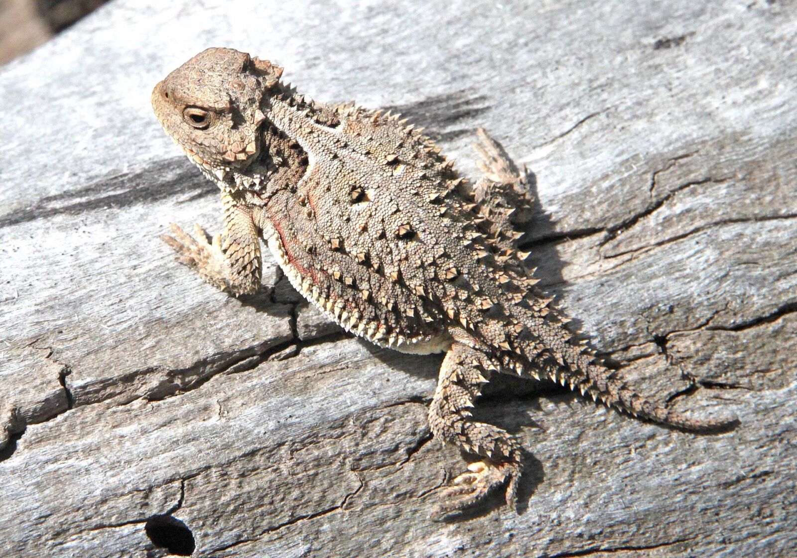 Canon EOS 500D (EOS Rebel T1i / EOS Kiss X3) sample photo. Horned toad, lizard, camouflage photography