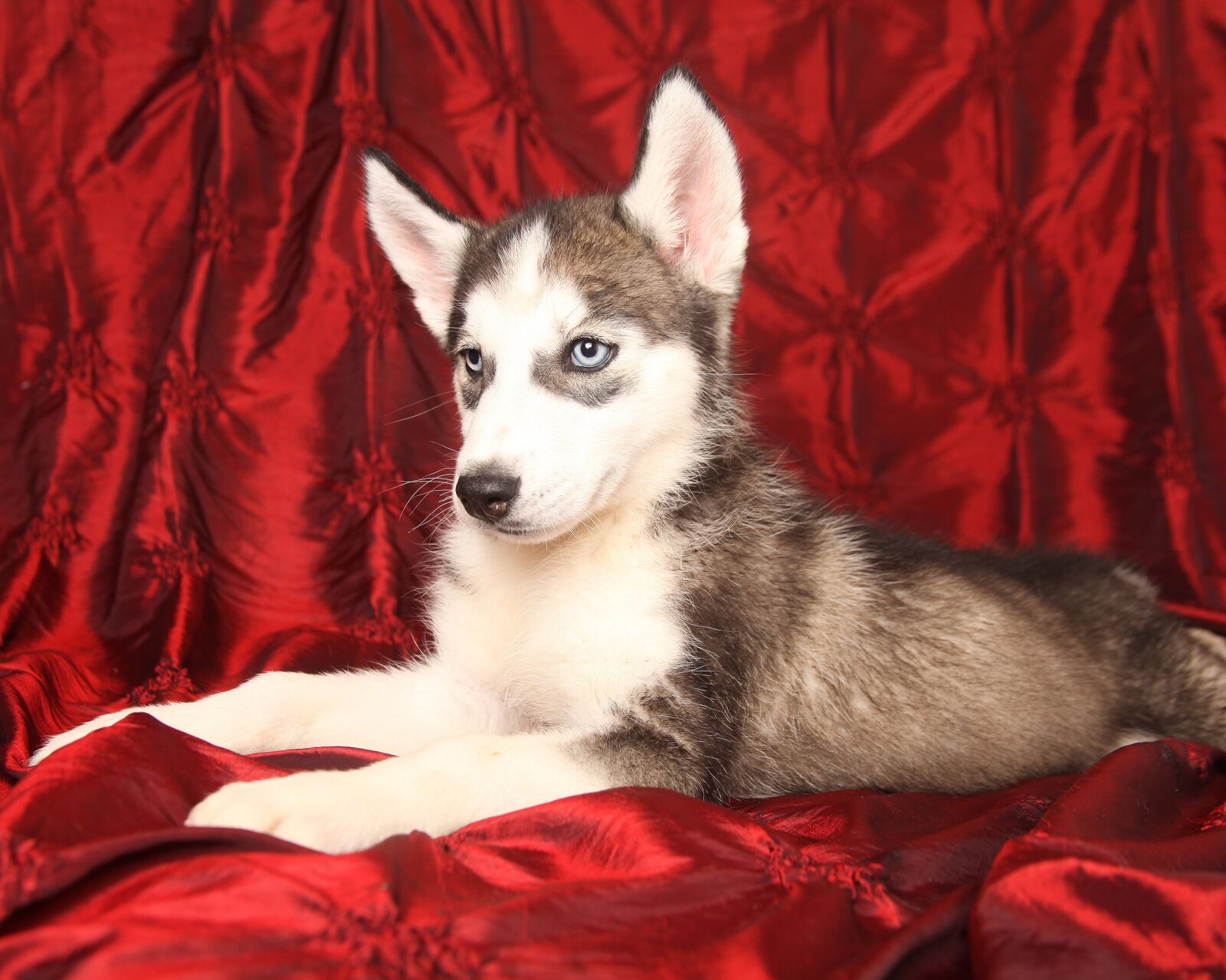 Canon EOS 5D Mark II sample photo. Dog, husky, puppy photography