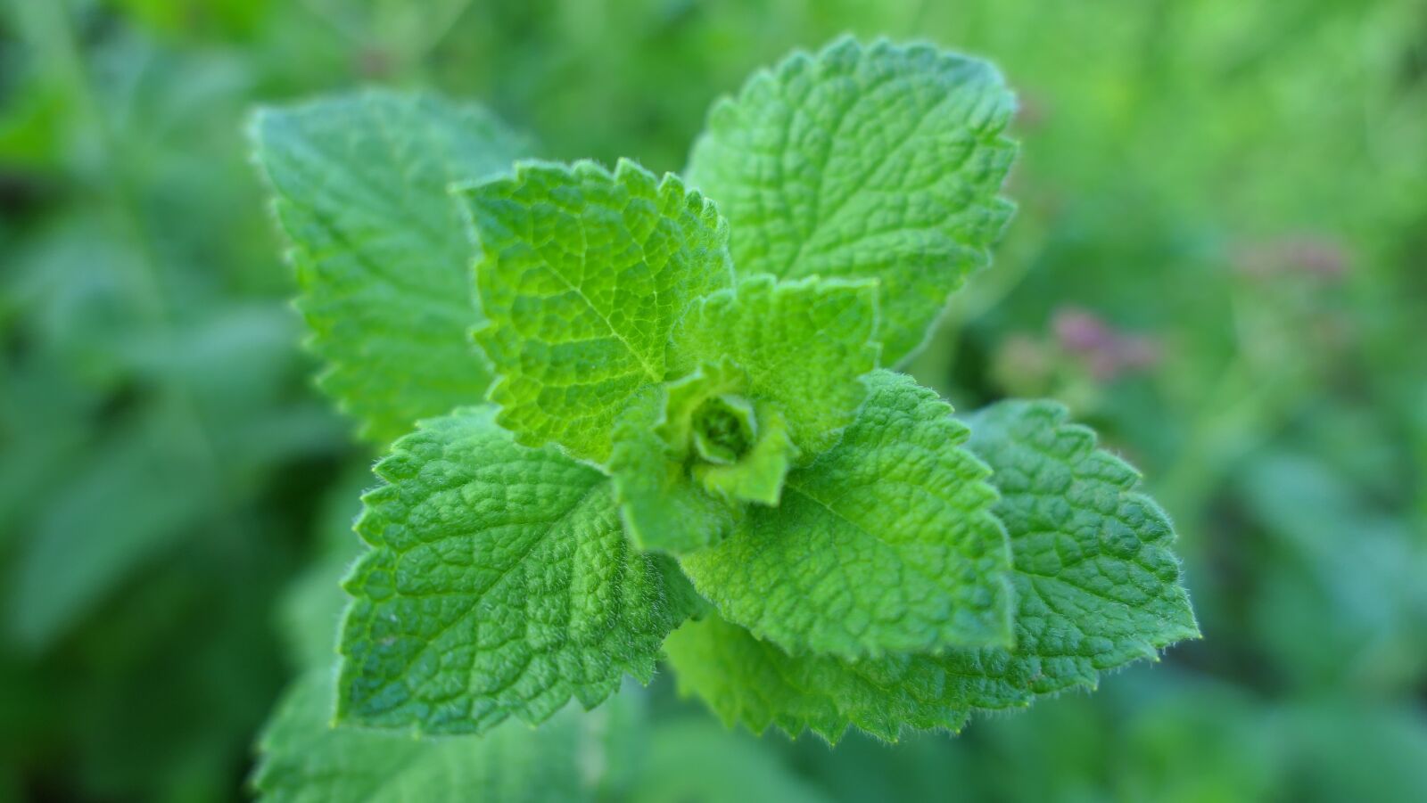 Panasonic Lumix DMC-LX10 (Lumix DMC-LX15) sample photo. Mint, green, foliage photography