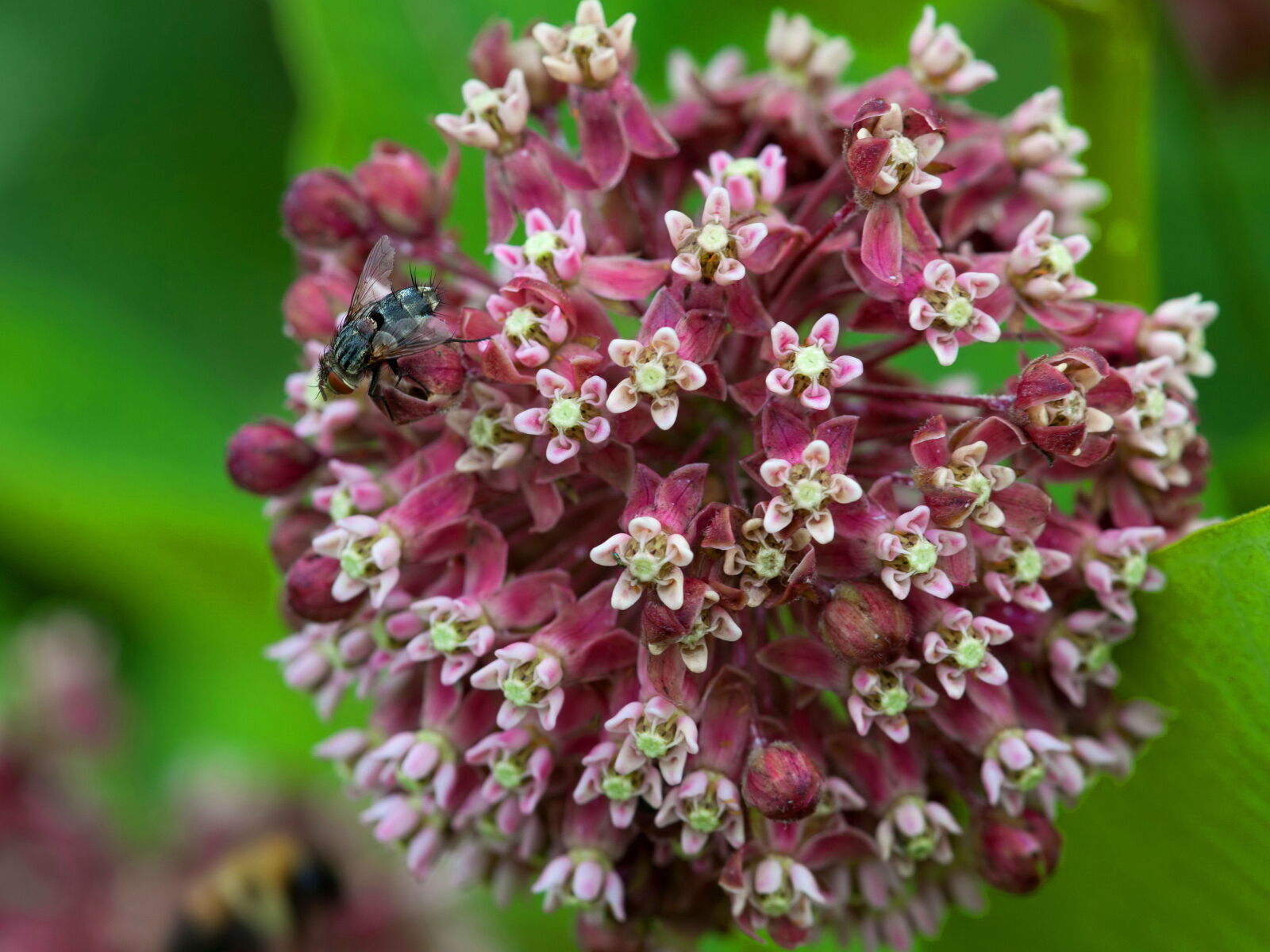 Canon EOS 5D Mark II sample photo. Fly, insect, bug, milkweed photography