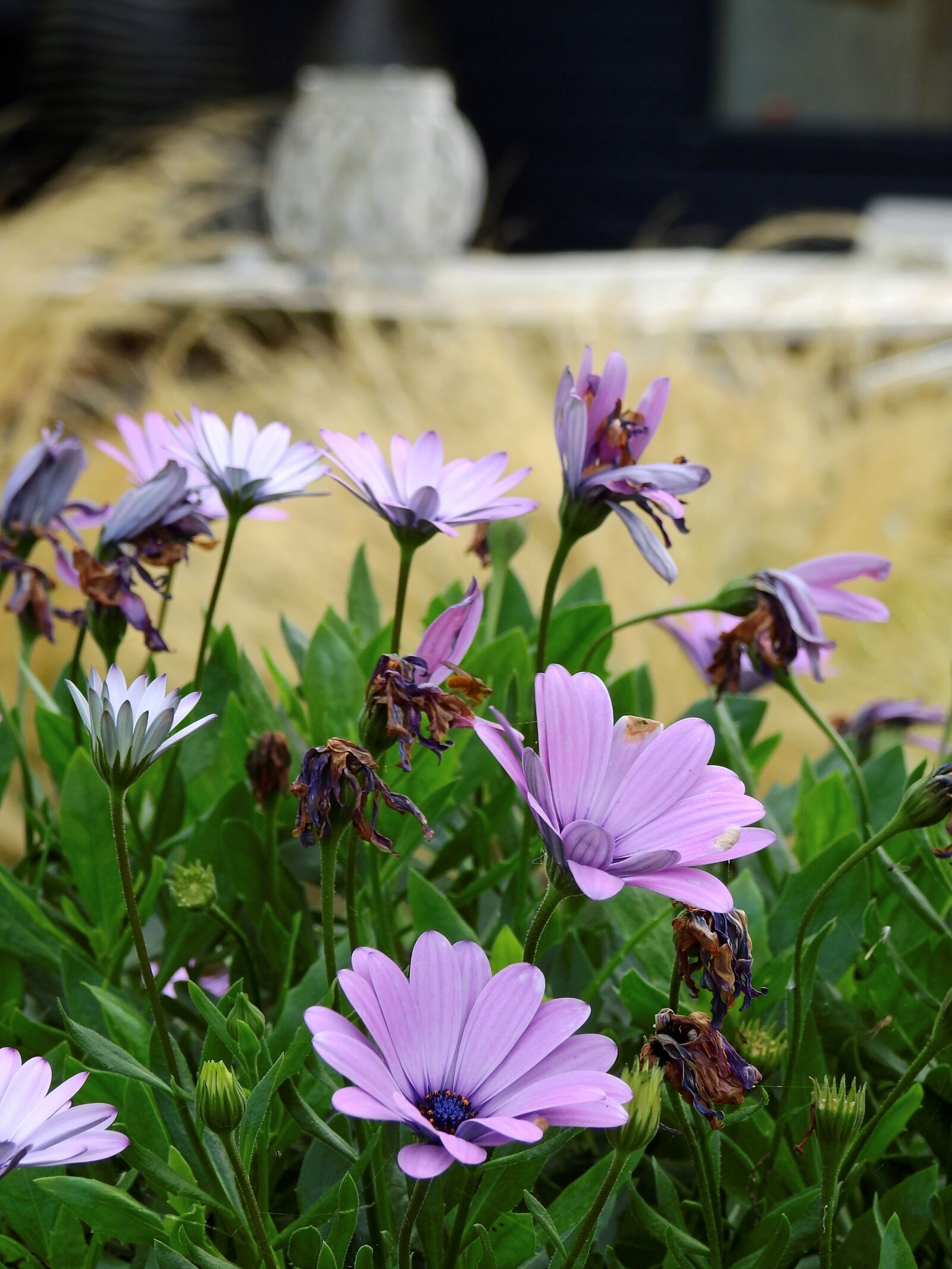 Nikon Coolpix P900 sample photo. Flower, blossom, bloom photography