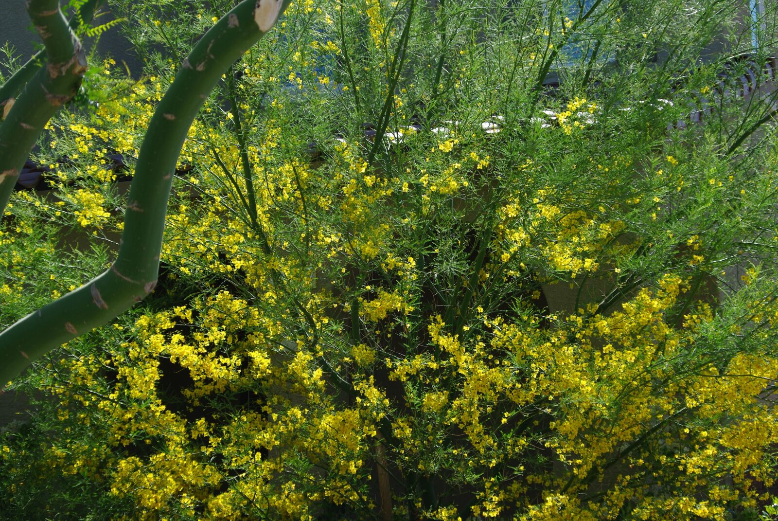 Pentax K200D sample photo. Green, yellow, flowers photography
