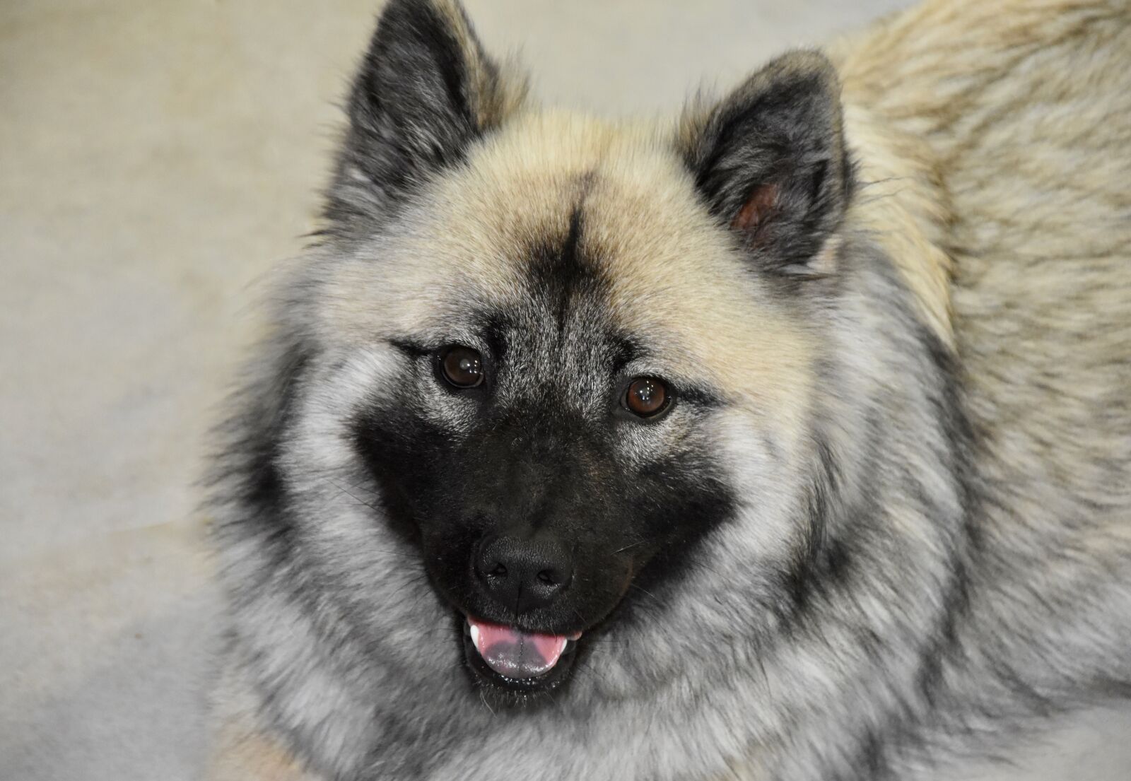 Nikon D5600 sample photo. Dog, bitch, dog portrait photography