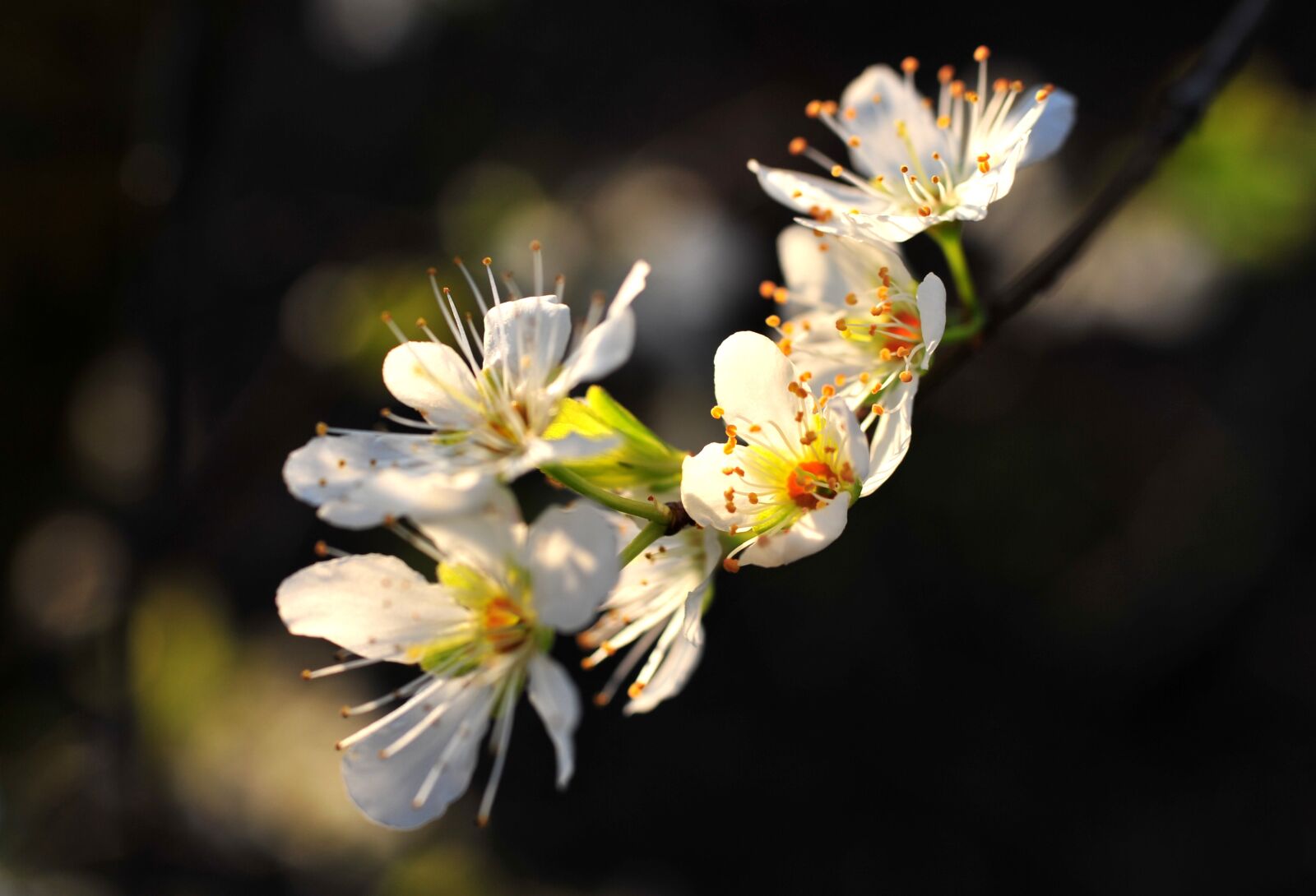 Nikon D700 sample photo. Spring, bloom, cherry photography