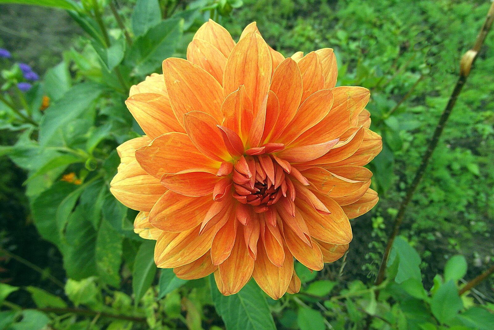 Samsung WB750 sample photo. Dalia, flower, orange photography