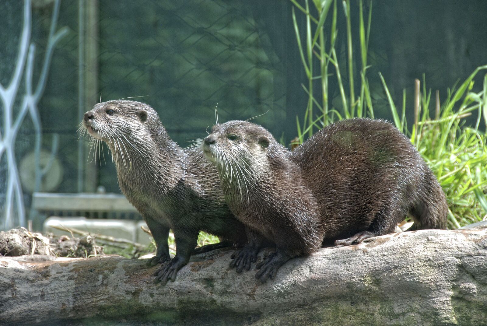 Nikon D80 sample photo. Zoo, tiergarten sch nbrunn photography