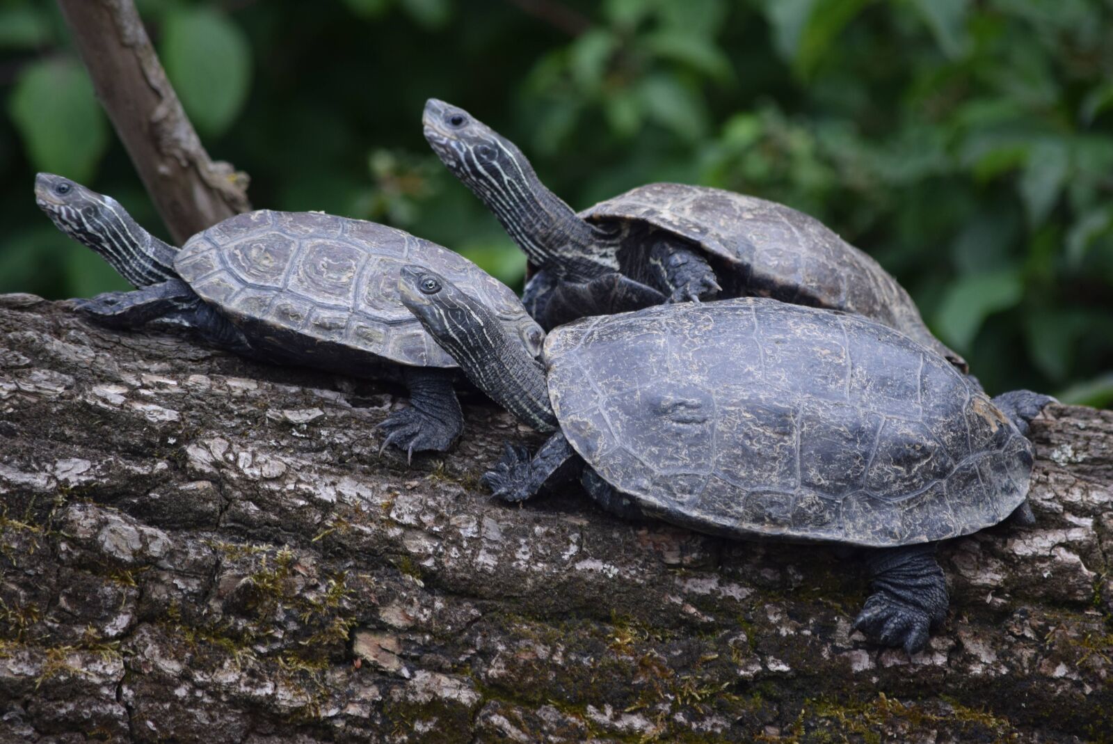 Nikon D5300 sample photo. Turtle, nature, animals photography