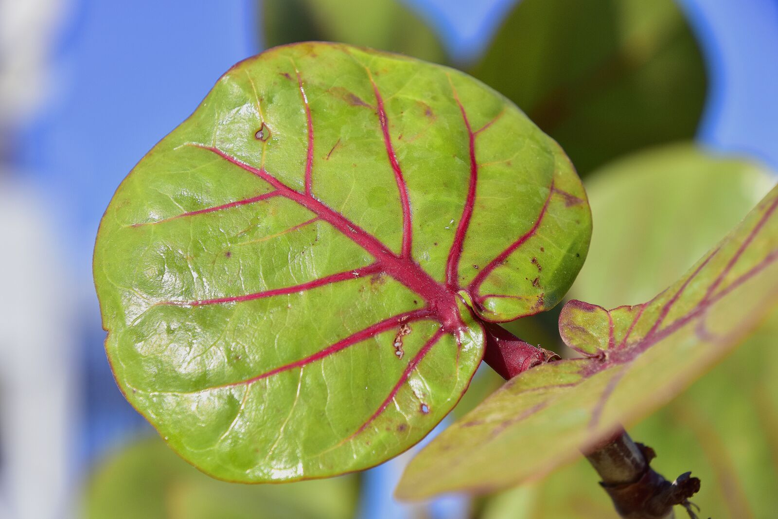 Nikon D7200 sample photo. Leaves, green, shrub photography