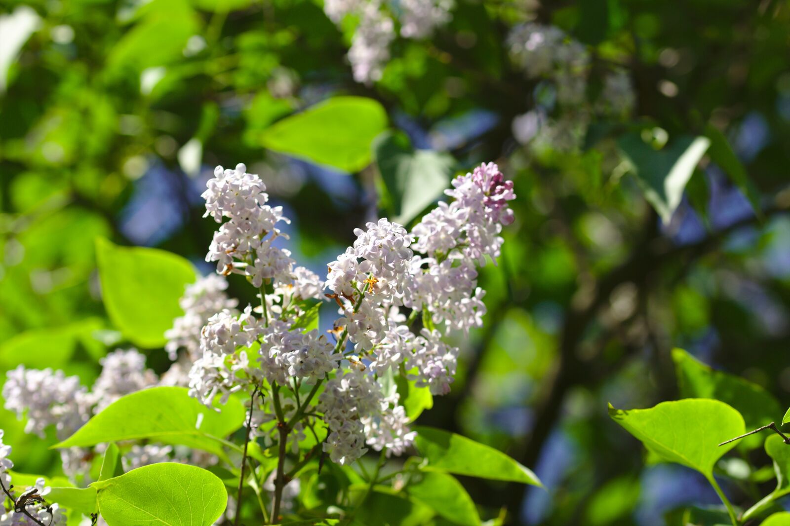 Canon EOS 600D (Rebel EOS T3i / EOS Kiss X5) sample photo. Lilac, mov, flower photography