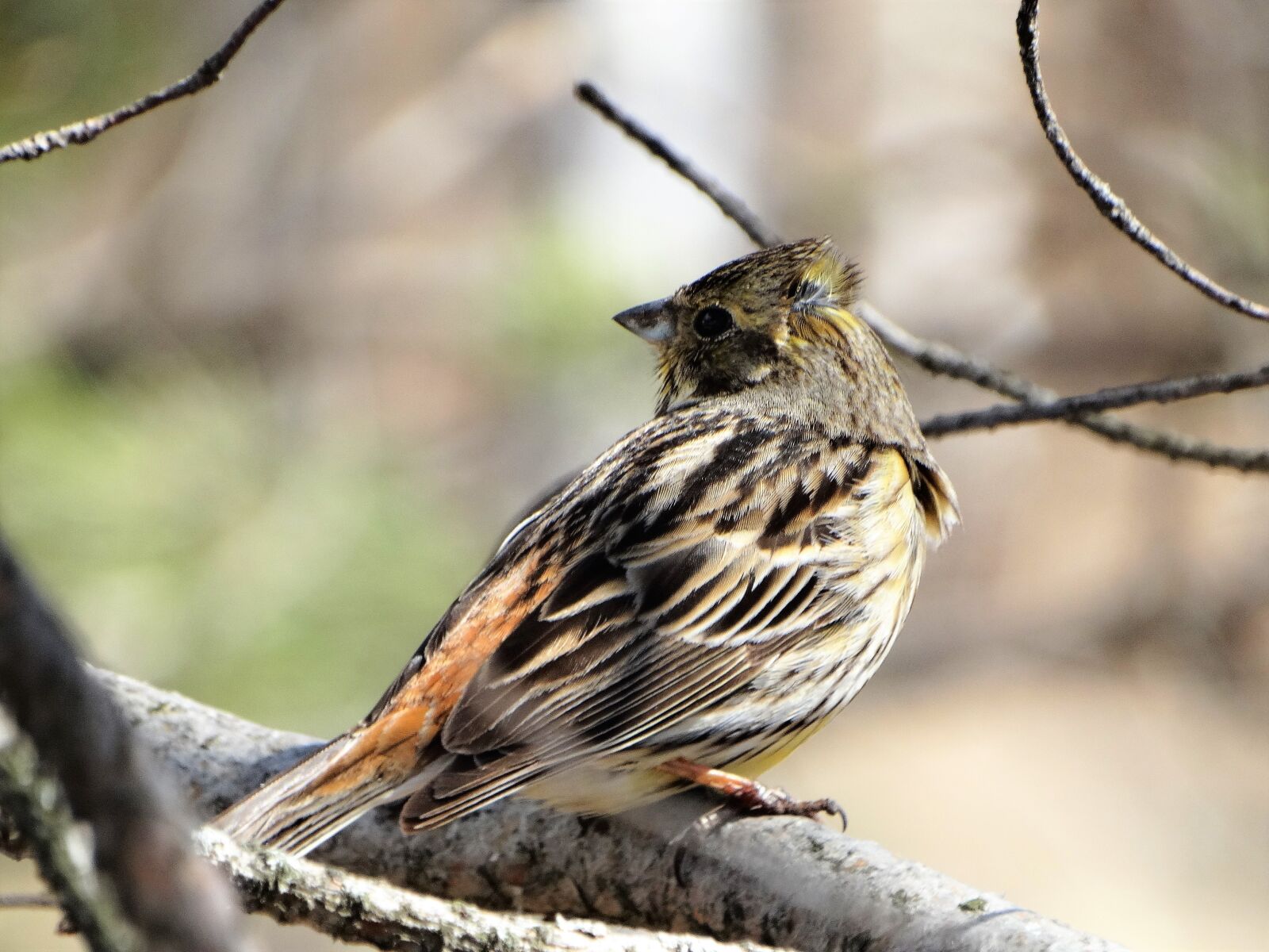 Sony Cyber-shot DSC-HX300 sample photo. Birds, bird, living nature photography