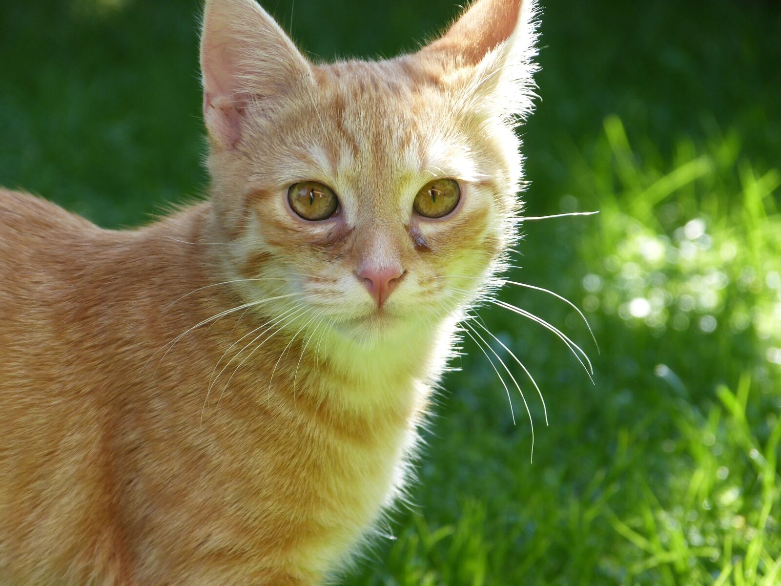 Panasonic Lumix DMC-FZ150 sample photo. Cat, young, pet photography