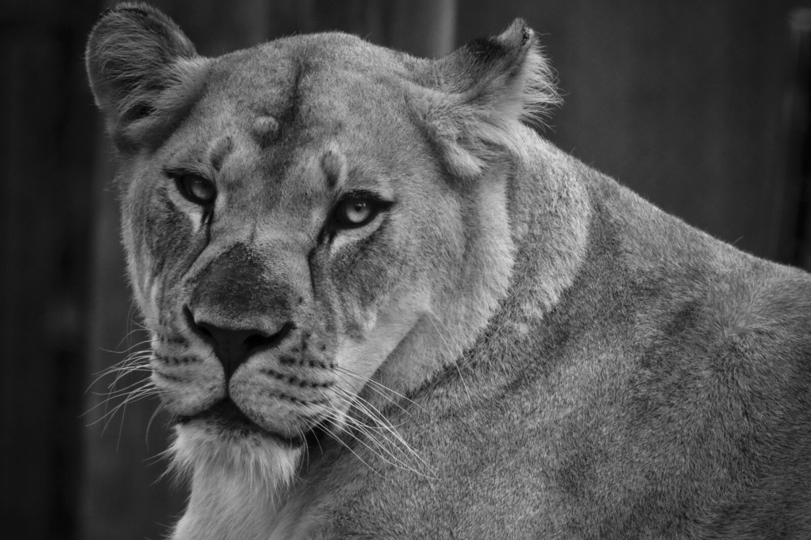 Canon EOS 6D sample photo. Lioness, female lion, close photography