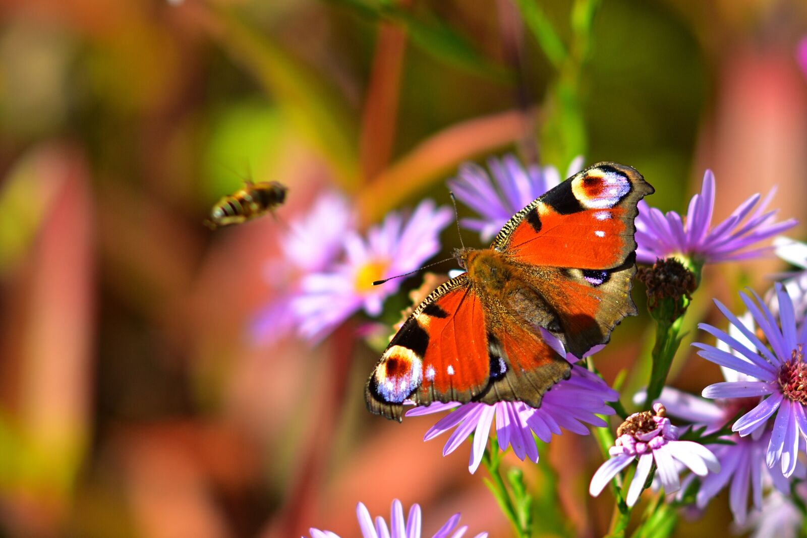 Nikon D5200 sample photo. Nature, butterfly, peacock butterfly photography