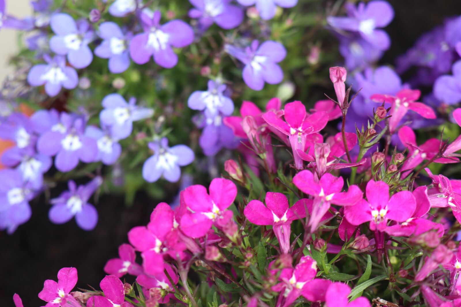 Canon EOS M6 sample photo. Summer, garden, flowers photography