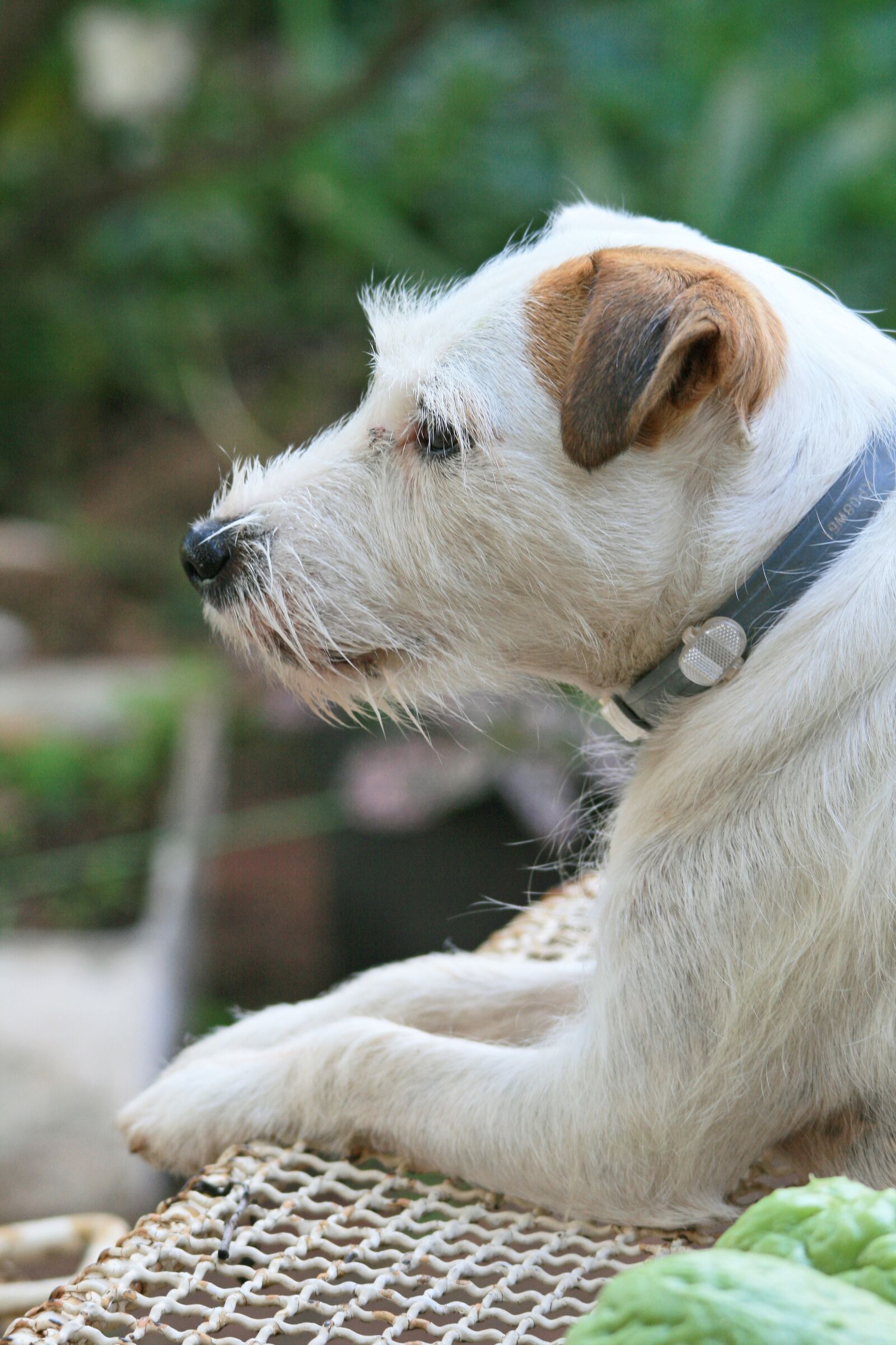 Canon EOS 400D (EOS Digital Rebel XTi / EOS Kiss Digital X) sample photo. Jack russel dog, dog photography