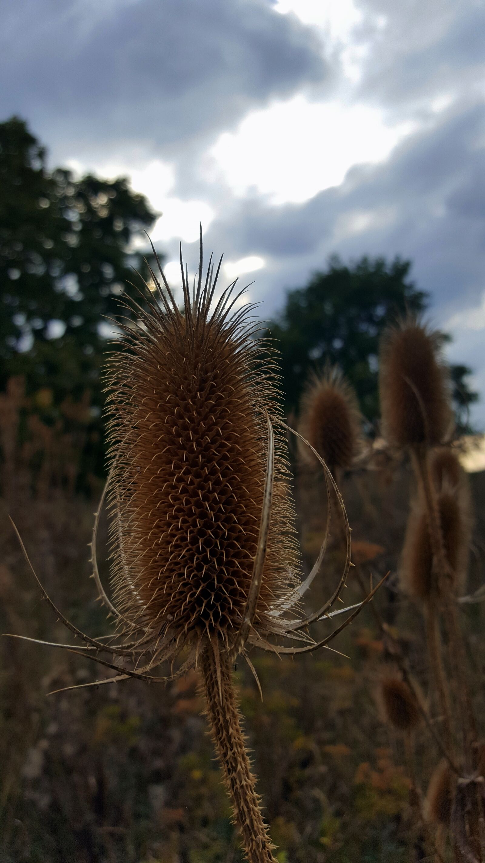 Samsung Galaxy S6 sample photo. Thistle, fall, nature photography