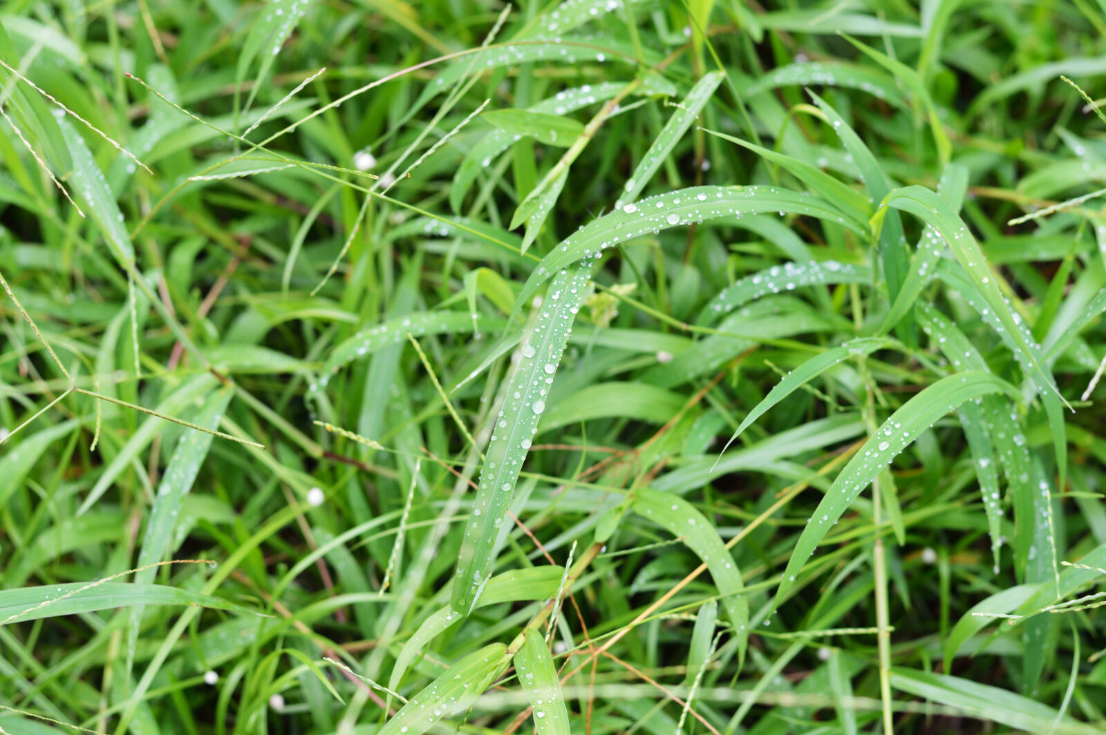 Nikon D3200 sample photo. Agriculture, closeup, detail, fresh photography