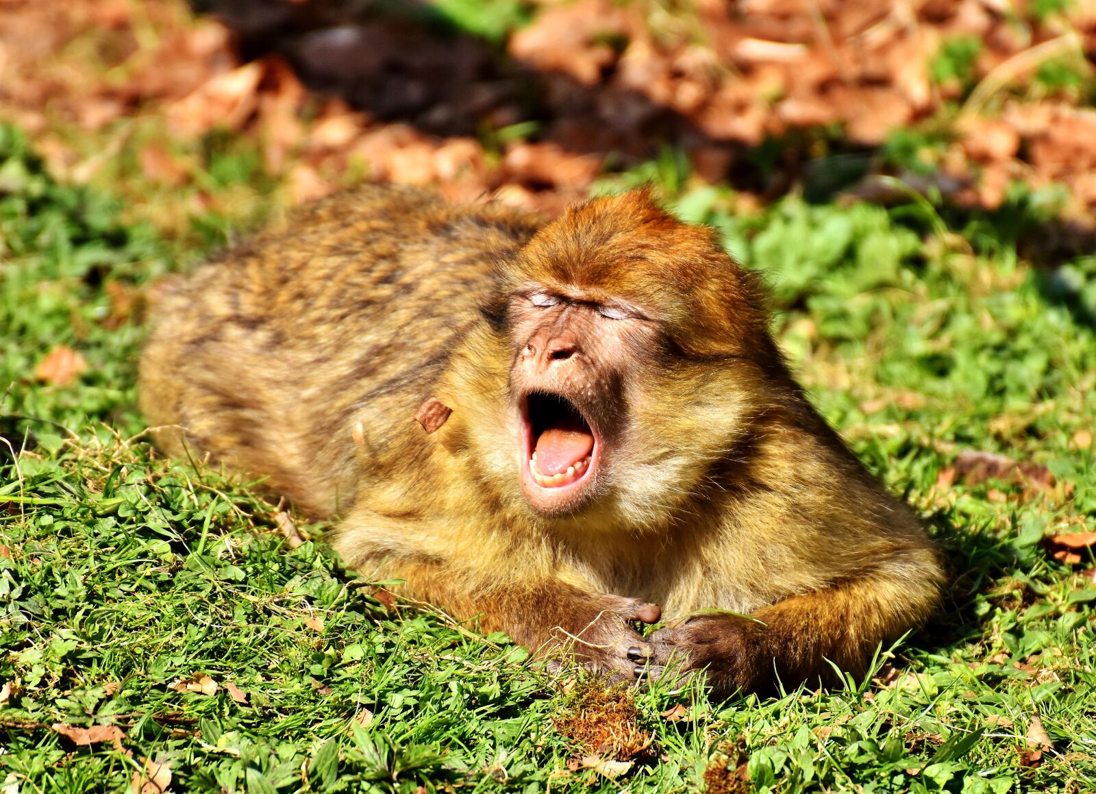 Nikon D7200 sample photo. Barbary ape, yawn, cute photography