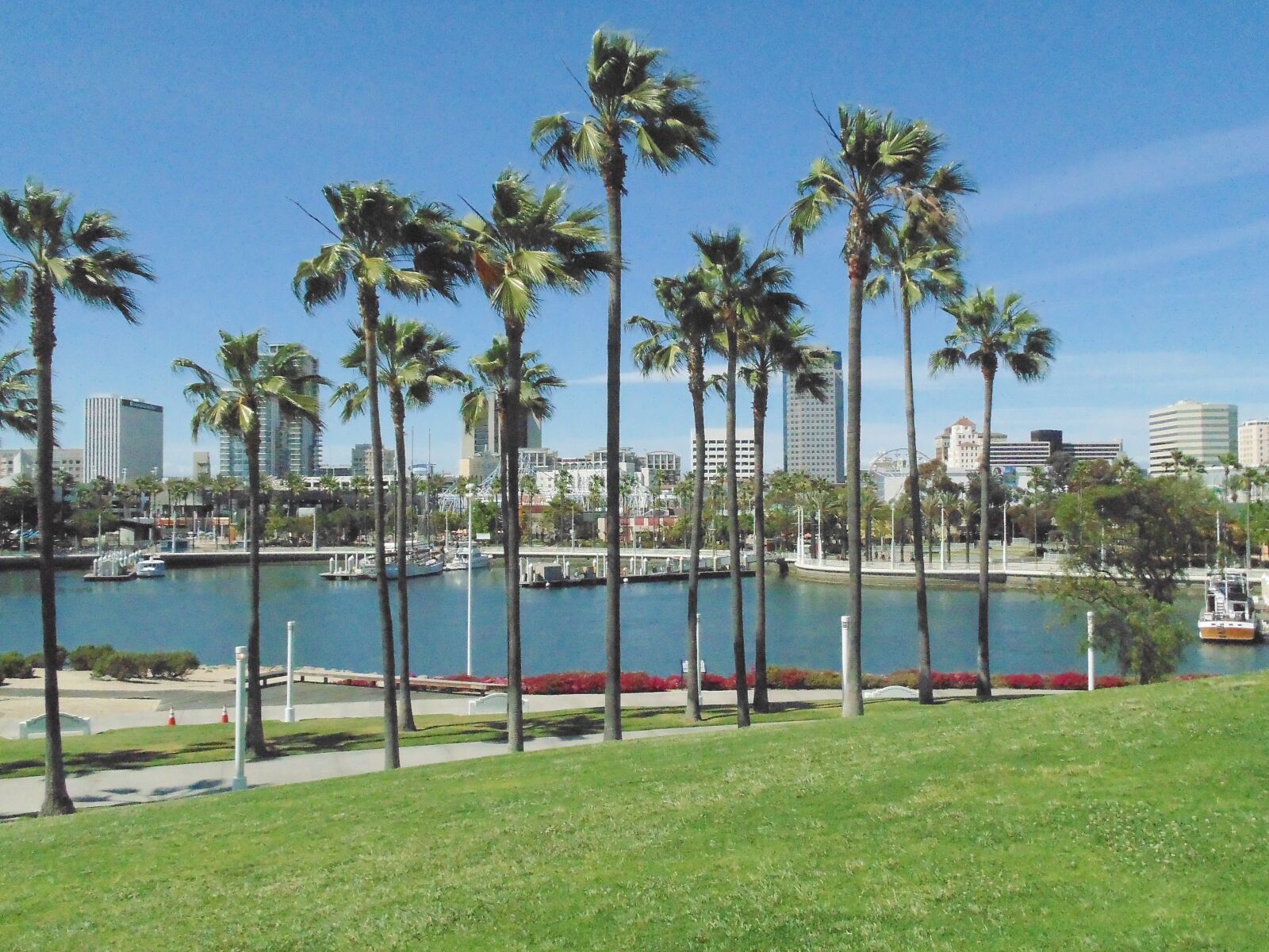 Sony Cyber-shot DSC-H200 sample photo. Palm trees, marina, beach photography