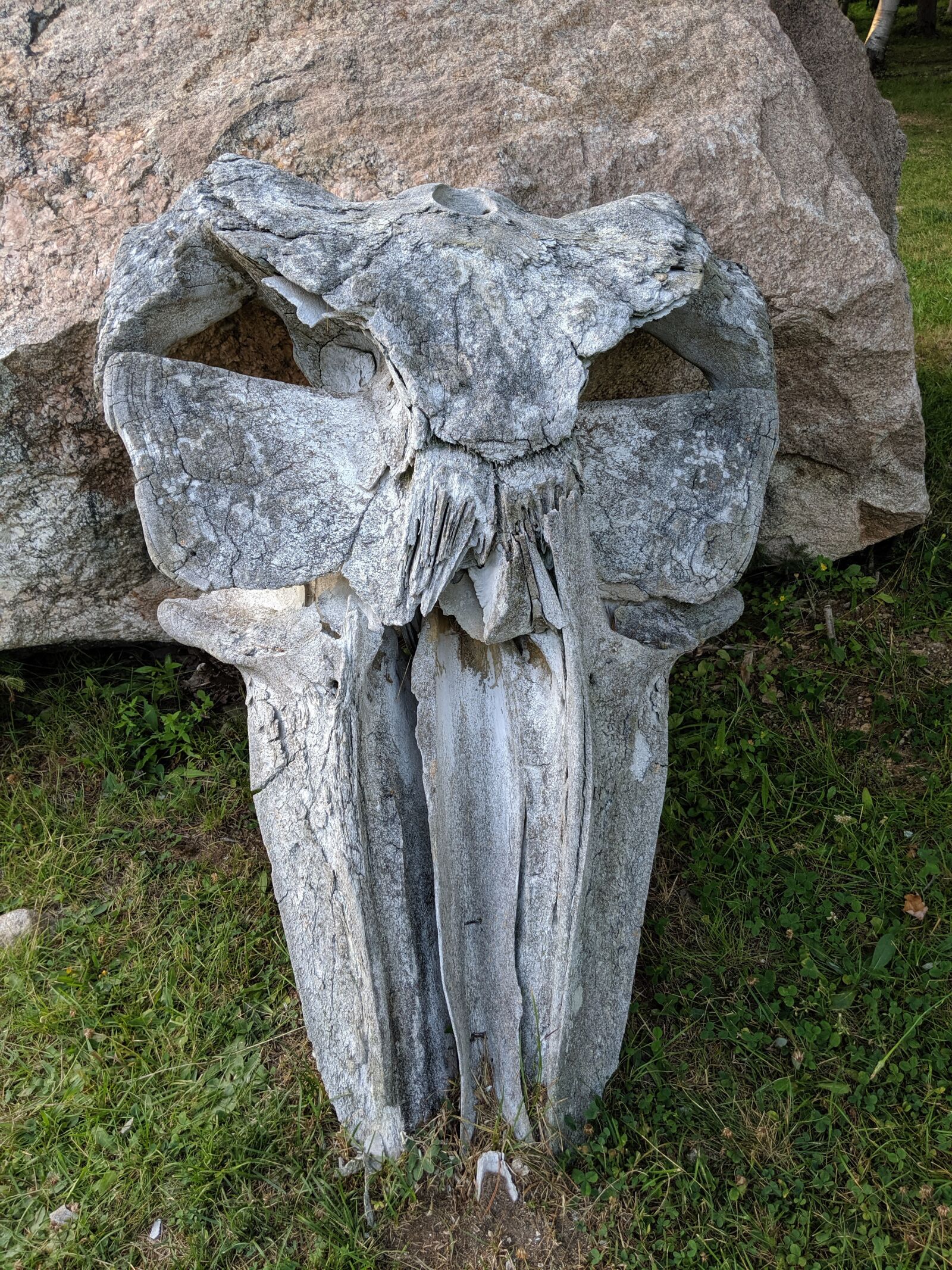 Google Pixel 3 XL sample photo. Whale, whale skull, whale photography