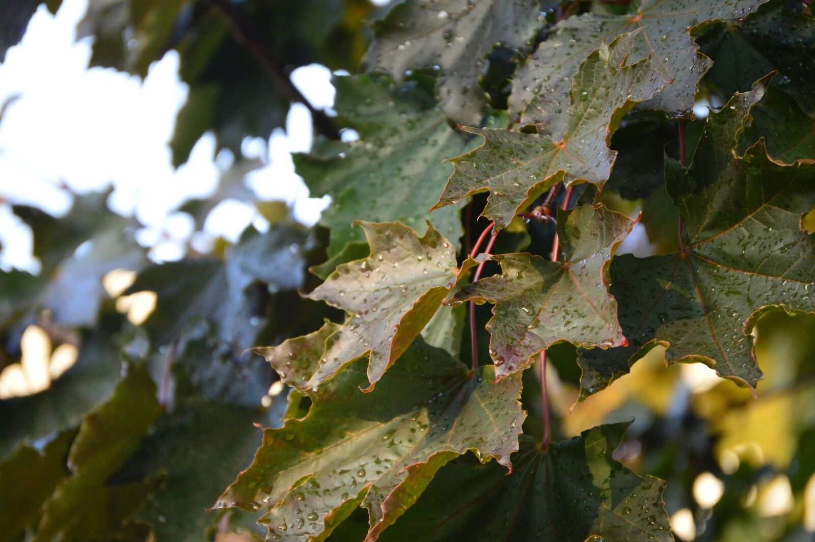 Nikon D3200 sample photo. Autumn, maple leaf, burgandy photography