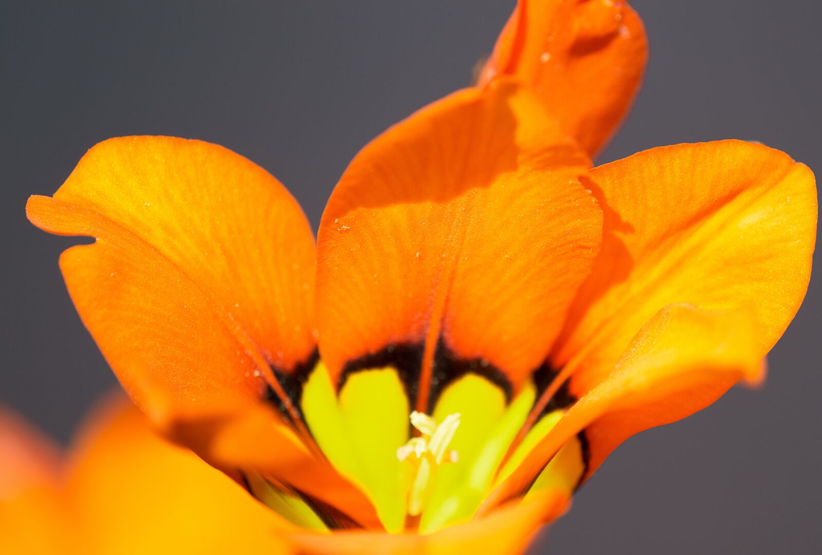 TAMRON SP 180mm F3.5 Di MACRO 1:1 B01N sample photo. Flowers, macro, petals photography