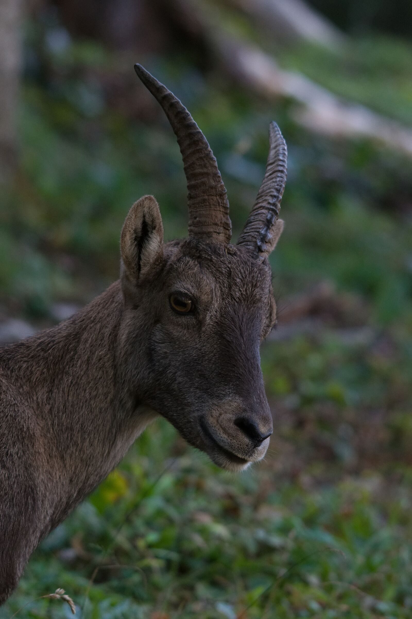 Nikon D90 sample photo. Alpine ibex, capricorn, animal photography