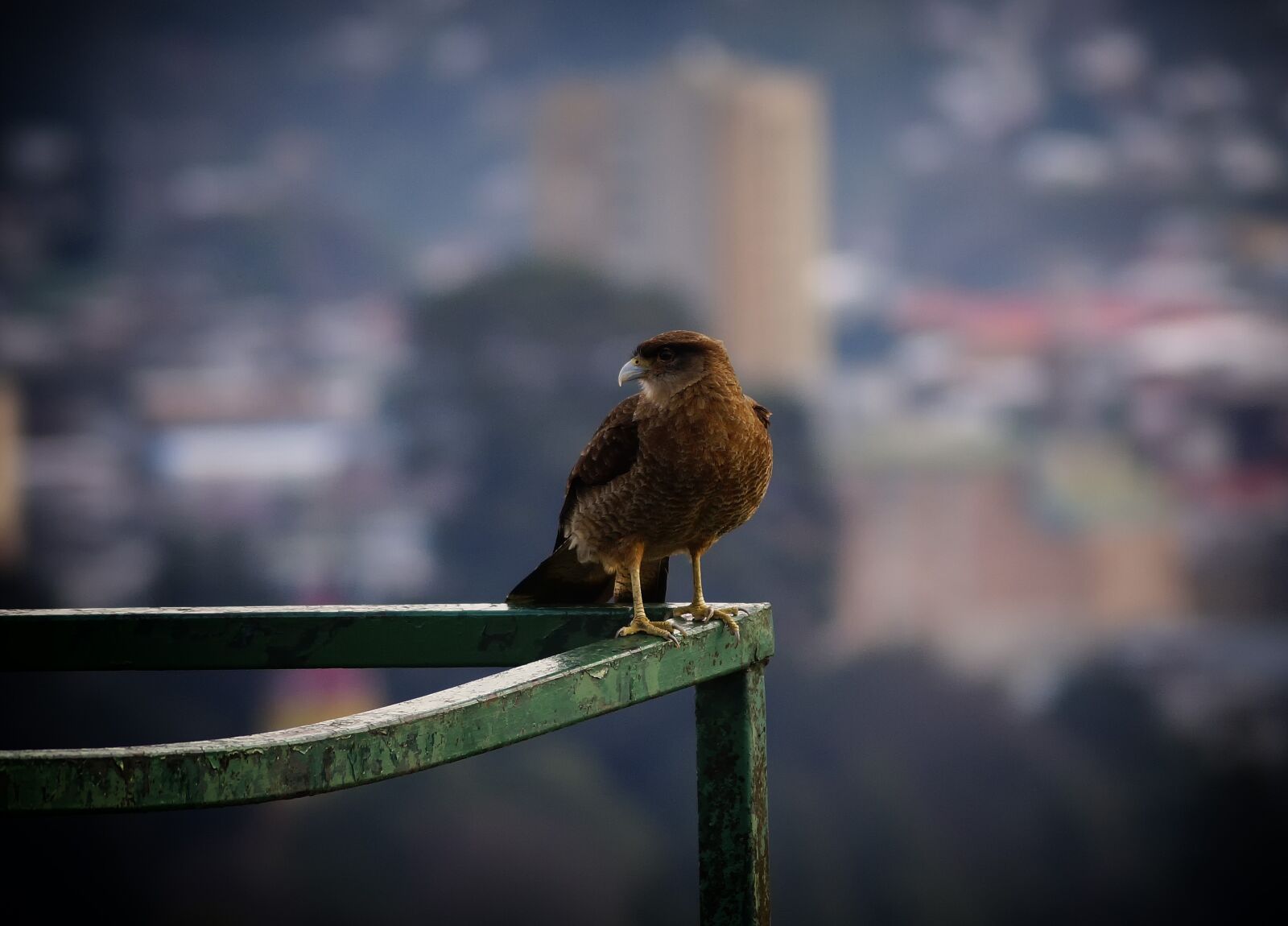 Sony SLT-A58 + Sony DT 55-200mm F4-5.6 SAM sample photo. Birds chilean, puerto montt photography