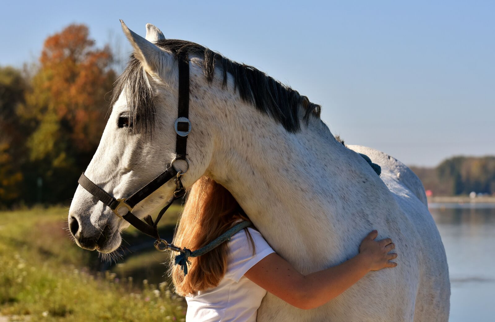 Nikon D7200 sample photo. Horse, pony, girl photography
