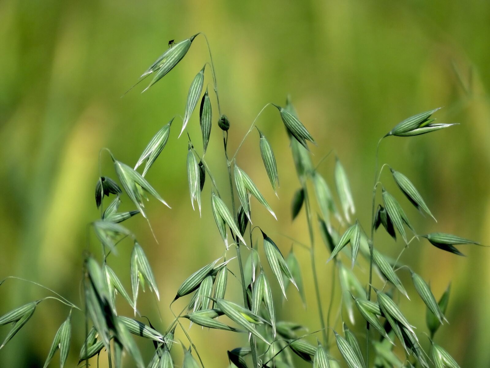 Canon PowerShot SX60 HS sample photo. Oats, cereals, grain photography