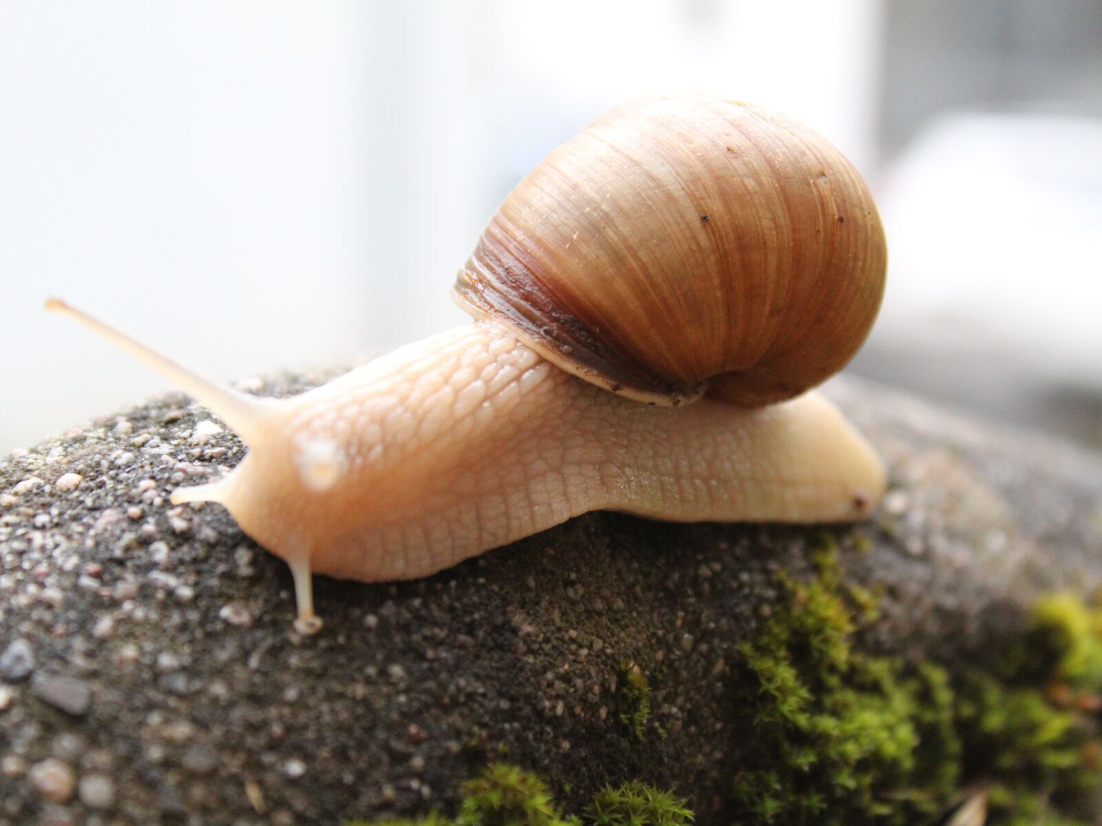 Canon EOS 1300D (EOS Rebel T6 / EOS Kiss X80) sample photo. Snail, animal, shell photography