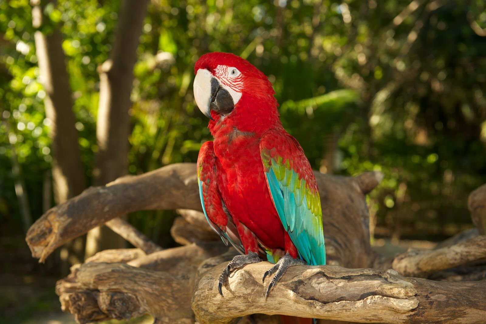 Nikon D700 sample photo. Parrot, bird, red photography