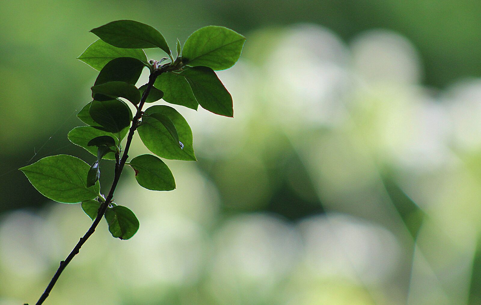 Canon EF75-300mm f/4-5.6 sample photo. Leaf, nature, growth photography