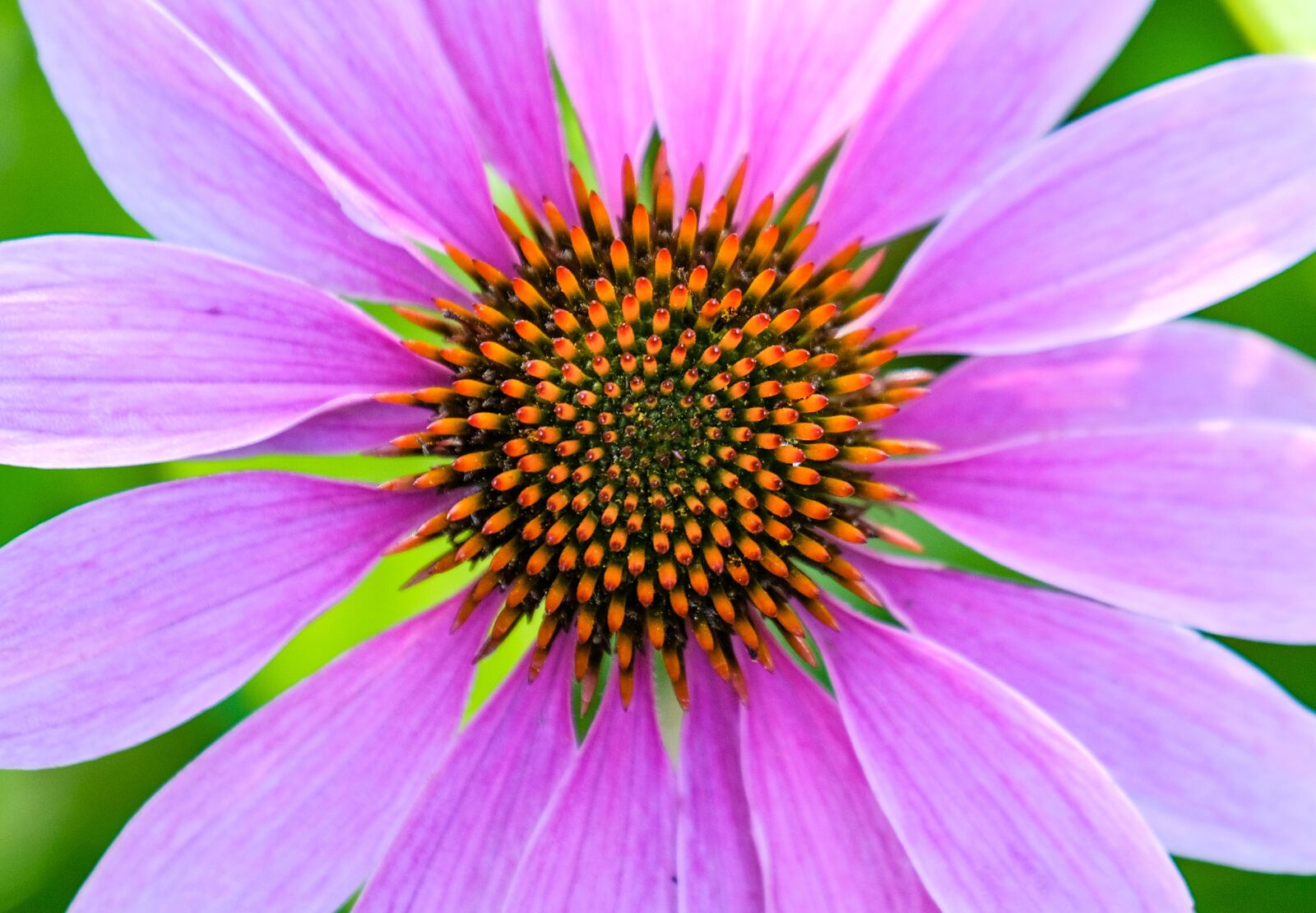 Fujifilm X-T2 sample photo. Echinacea, coneflower, blossom photography
