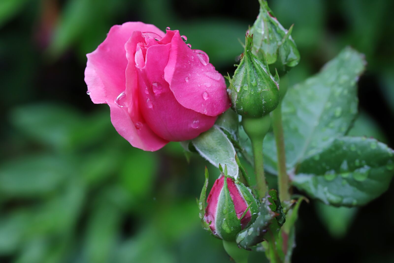 Canon EOS 6D Mark II sample photo. Rose, flowers, nature photography