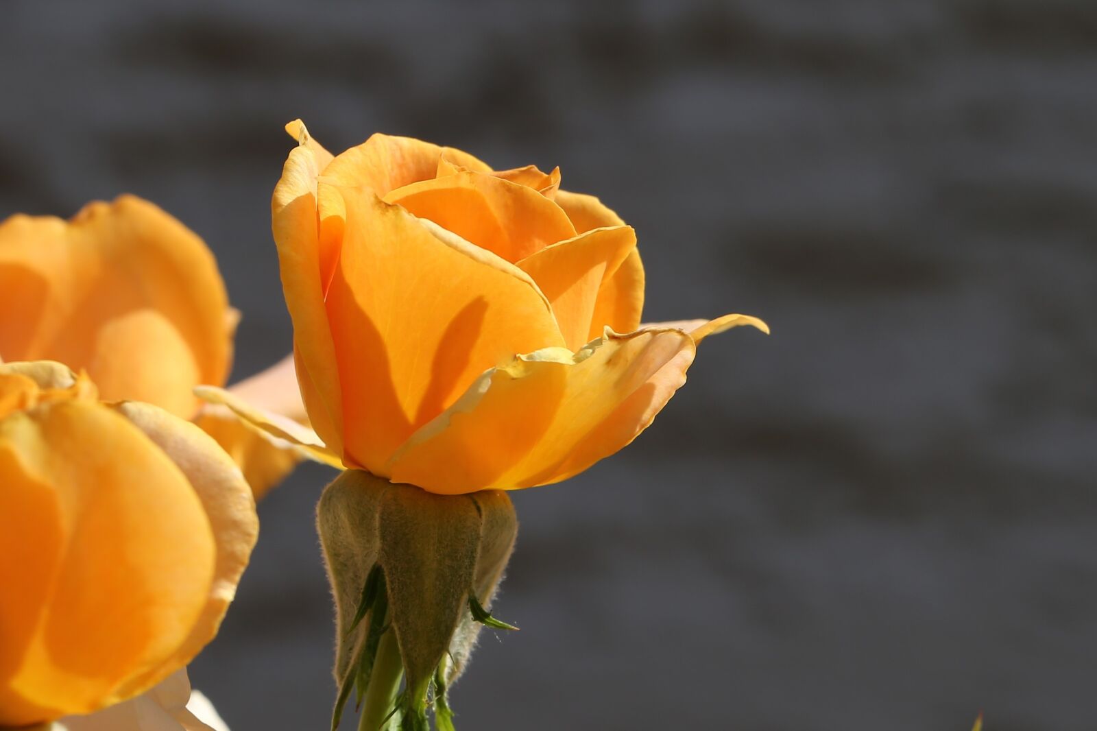Canon EF 70-300 F4-5.6 IS II USM sample photo. Orange rose, golden medal photography