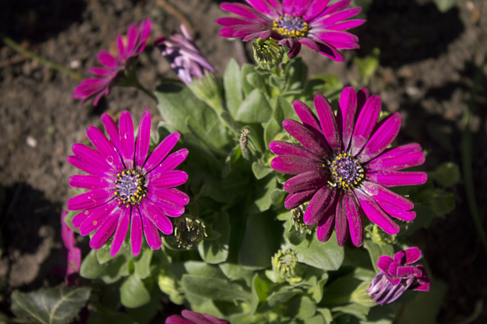 Canon EOS 1100D (EOS Rebel T3 / EOS Kiss X50) sample photo. Flowers, purple, violet photography